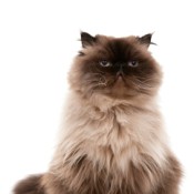 Photo of a Persian cat sitting.