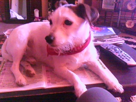 Lounging small white dog