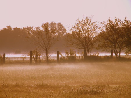 misty morning meadow