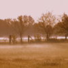 misty morning meadow