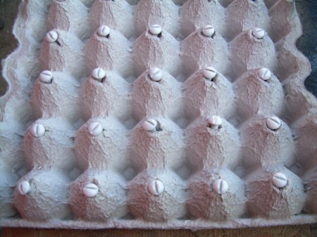 Egg carton holding bolts for painting