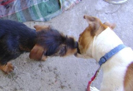 2 small dogs kissing