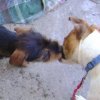 2 small dogs kissing