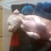 Creamy white colored puppy laying on its back.