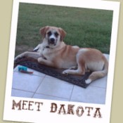 postcard format photo of dog on floor mat
