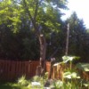 Horse chestnut tree in corner of garden