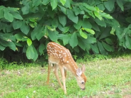 Little fawn