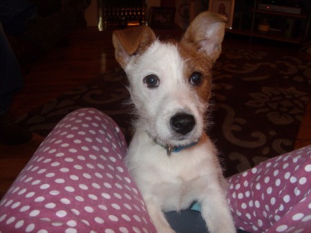 Jack Russel with stand up ears on red and white print bed