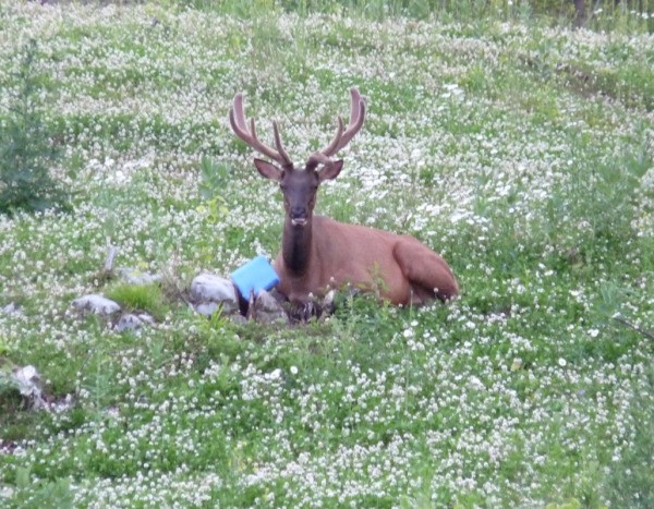 Elk sitting with salt block