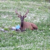 Elk sitting with salt block