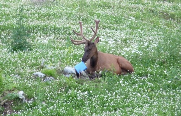 Elk sitting with salt block in meadow