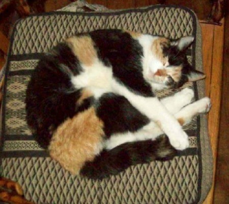 Sleeping calico cat on cushion