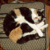 Sleeping calico cat on cushion