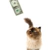 Cat chasing a dollar.