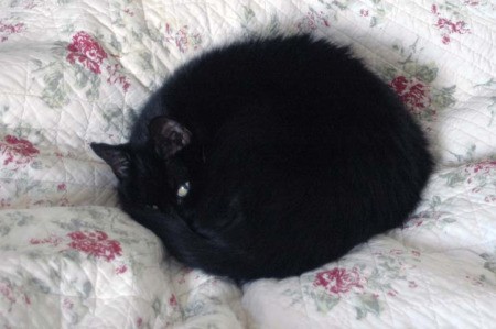 Black cat curled up on quilt