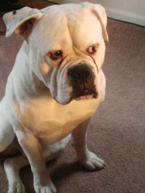 white American Bulldog