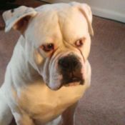white American Bulldog