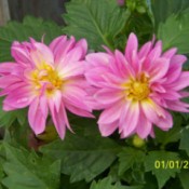 Pink petaled flowers with yellow middles.