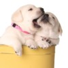 Two cute puppies, one bitting the other.