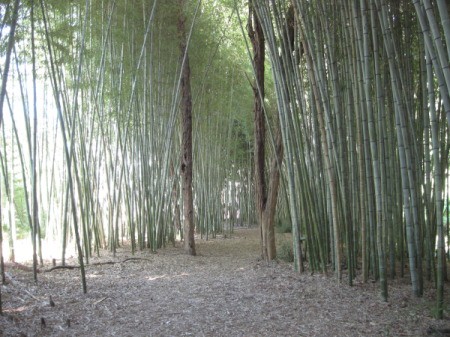 A bamboo forest in Cherokee, NC