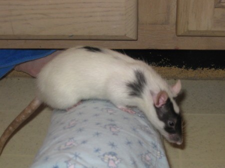 White rat with black face on the back of a couch