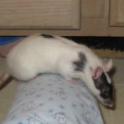 White rat with black face on the back of a couch