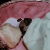 Photo of Paris, a 4 month old rat-cha.