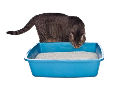 cat litter box cleaning tips