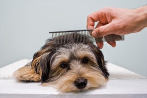 Cute terrier being combed.