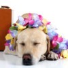 Traveling With Pets, Dog with Lei and suitcase