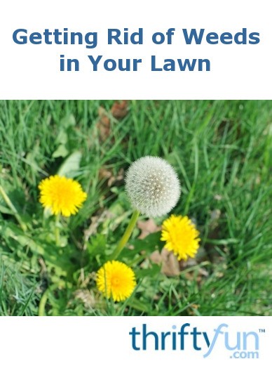 Getting Rid of Weeds in Your Lawn | ThriftyFun