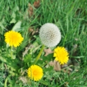 Dandelion in the grass.