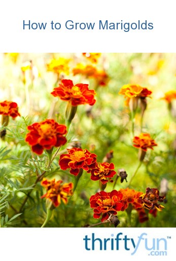 How to Grow Marigolds | ThriftyFun
