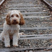 Cocker Spaniel on railroad tracks