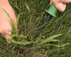 hands removing crabgrass from lawn with weeding tool