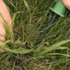 hands removing crabgrass from lawn with weeding tool