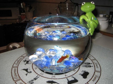 Glass fishbowl with blue rocks and one adult goldfish.