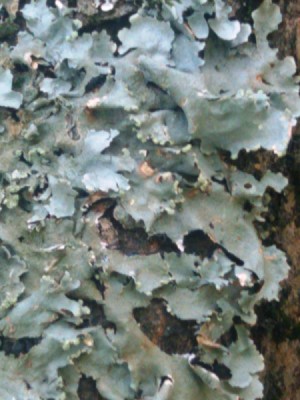 Closeup of gray lichen
