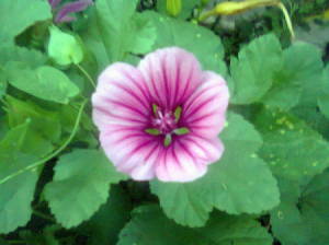 lavender flower with purple throat and radiating lines of purple from throat