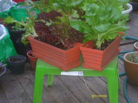 Congainers of lettuce placed on small garden table.