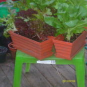Congainers of lettuce placed on small garden table.