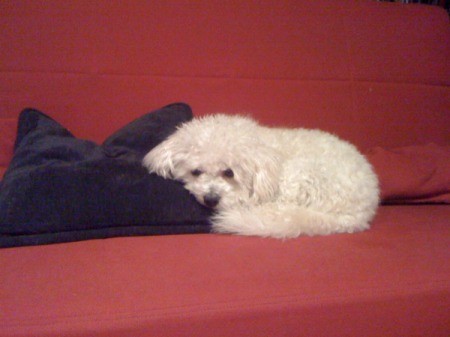Small white dog on couch with head on black pillow.