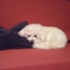 Small white dog on couch with head on black pillow.