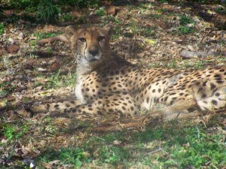 Cheetah laying on ground