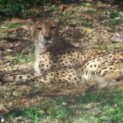 Cheetah laying on ground