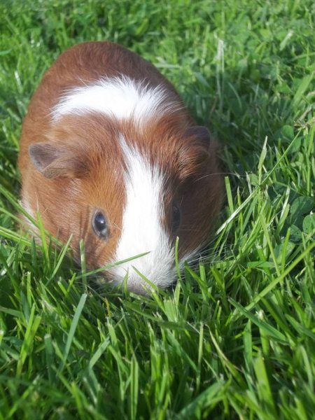 Brown and White guinea pig on the lawn