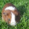 Brown and White guinea pig on the lawn