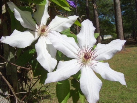 Beautiful white clematis