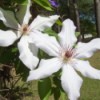 Beautiful white clematis