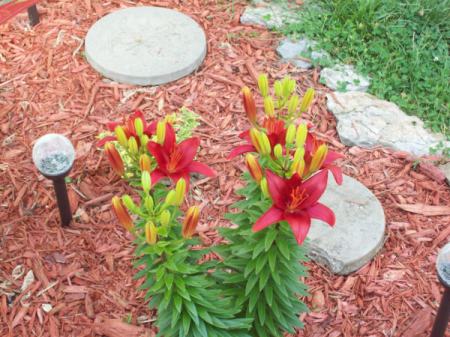 Red lilies in garden